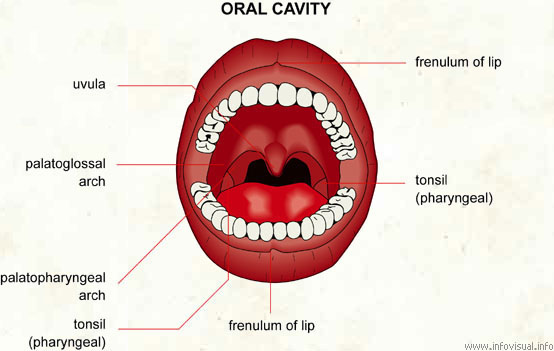 Oral cavity  (Visual Dictionary)